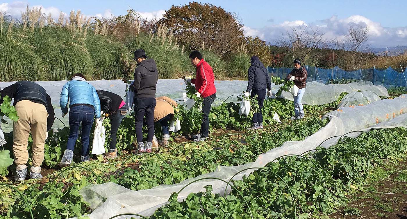 2016年11月の収穫体験